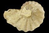 Fossil Ammonite (Calycoceras) - Texas #117209-1